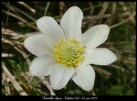Pulsatilla-alpina