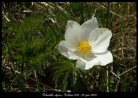 Pulsatilla-alpina2