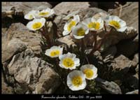 Ranunculus-glacialis
