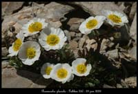 Ranunculus-glacialis2