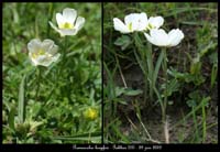 Ranunculus-kuepferi