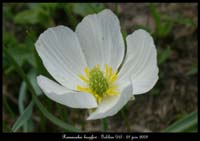 Ranunculus-kuepferi2