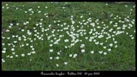 Ranunculus-kuepferi3
