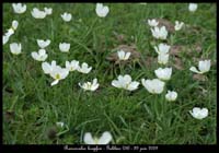 Ranunculus-kuepferi4