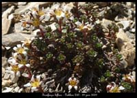 Saxifraga-biflora