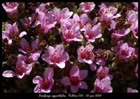 Saxifraga-oppositifolia