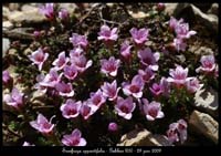 Saxifraga-oppositifolia2