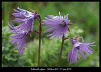 Soldanella-alpina