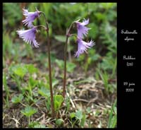 Soldanella-alpina2