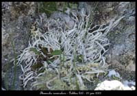 Thamnolia-vermicularis