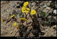 Tussilago-farfara
