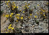 Tussilago-farfara2