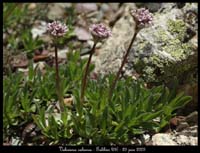 Valeriana-saliunca