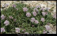 Valeriana-supina