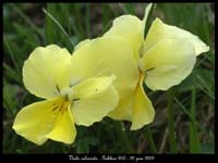 Viola-calcarata