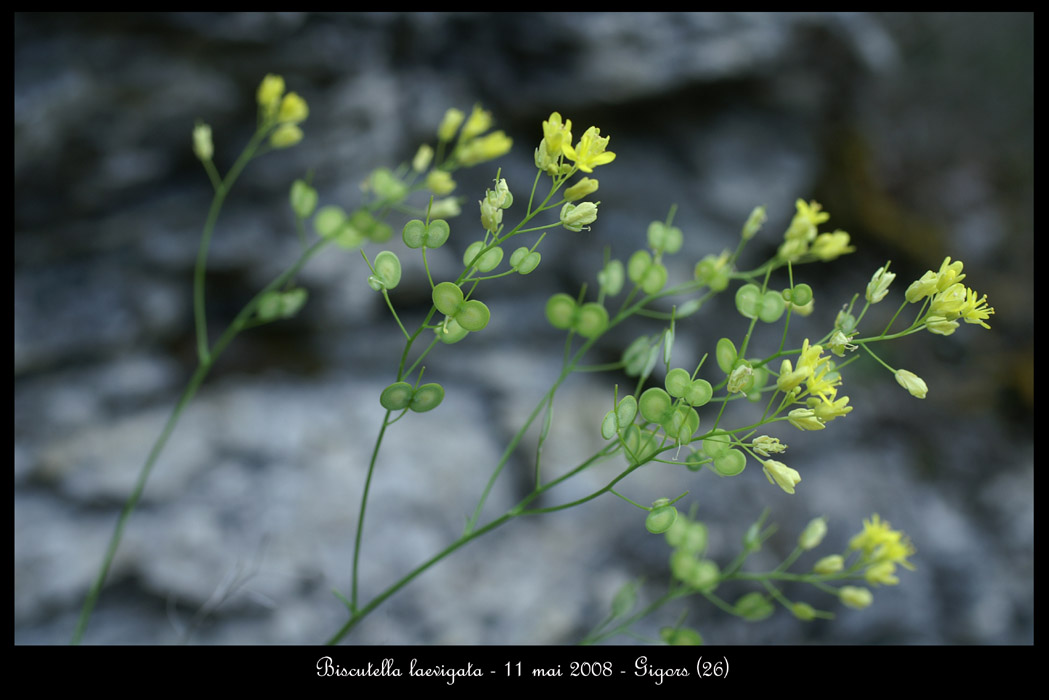 Biscutella laevigata