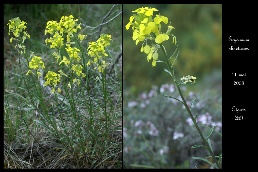 Erysimum rhaeticum