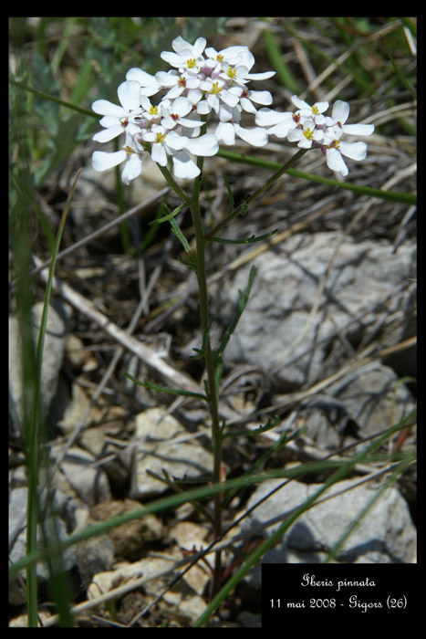 Iberis pinnata Gigors 110508 (159)