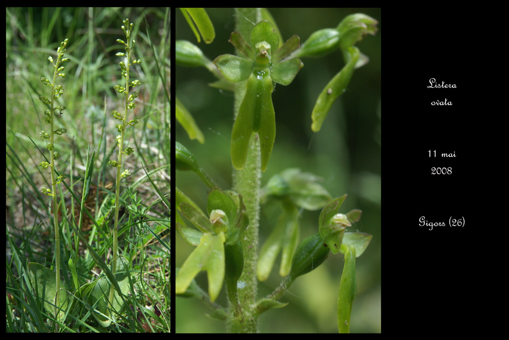 Listera ovata