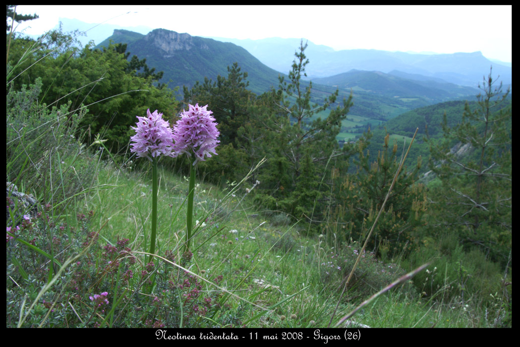 Neotinea tridentata2