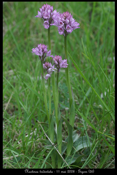 Neotinea tridentata7