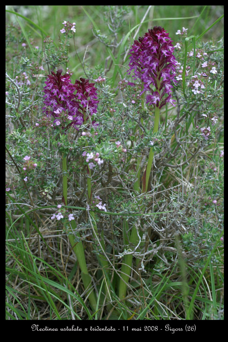 Neotinea ustulata x tridentata2
