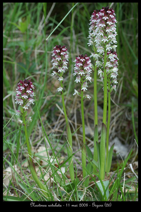 Neotinea ustulata