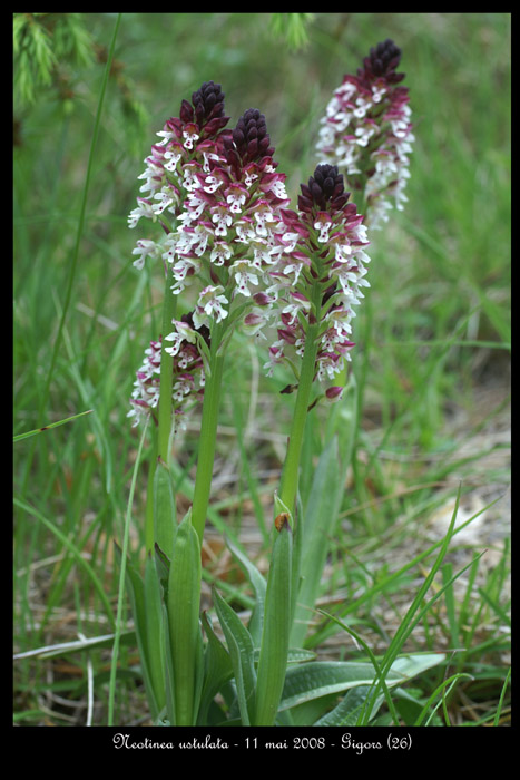 Neotinea ustulata3