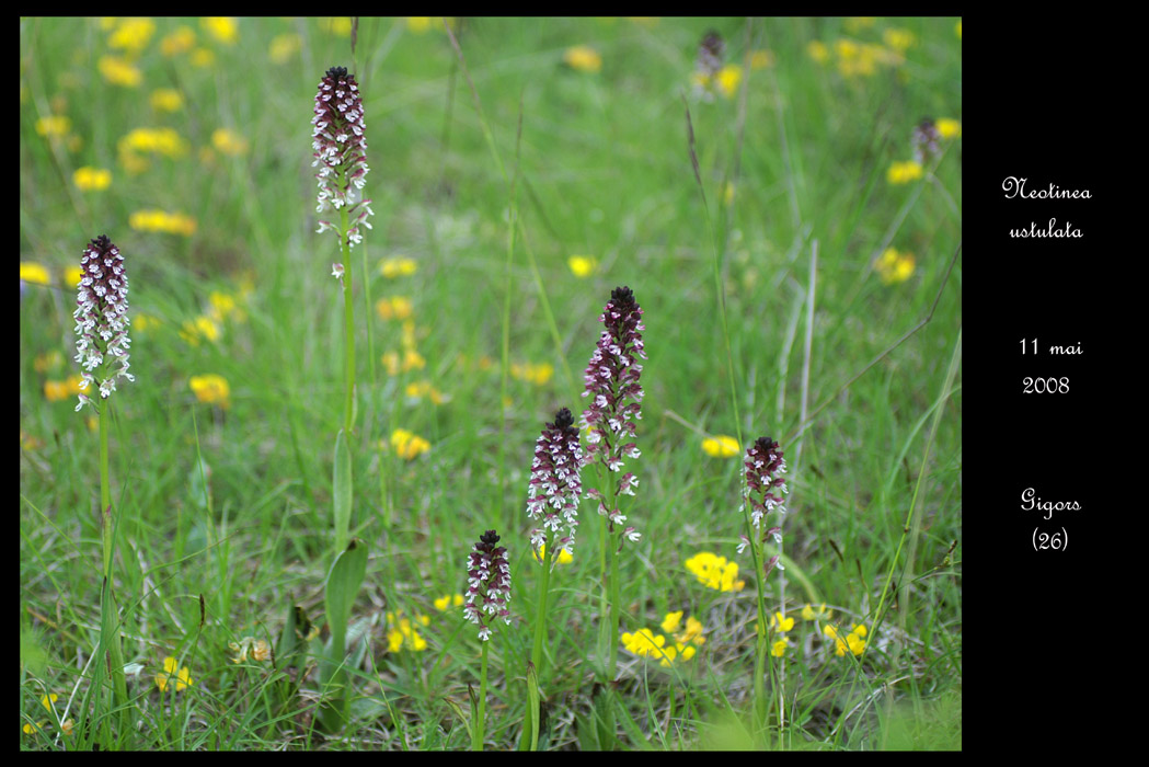 Neotinea ustulata6