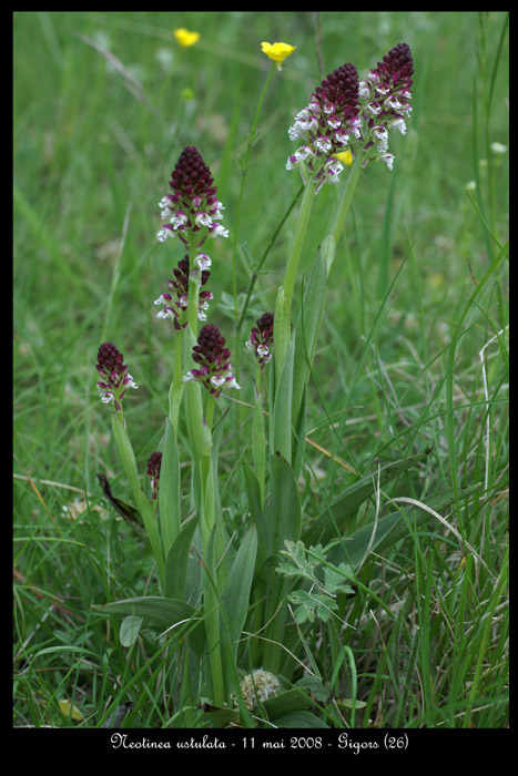 Neotinea ustulata8
