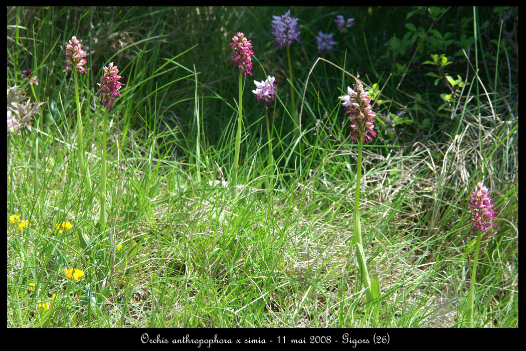 Orchis anthropophora x simia2