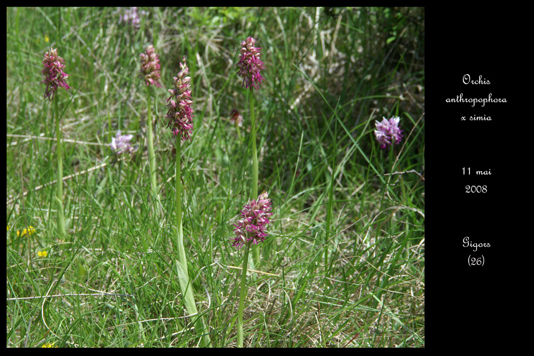 Orchis anthropophora x simia3