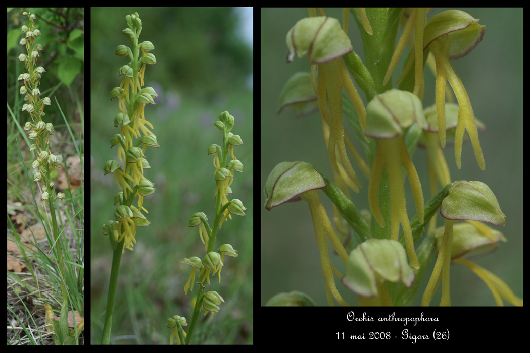 Orchis anthropophora