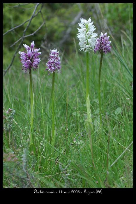 Orchis simia3
