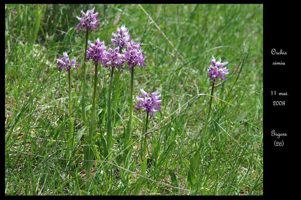 Orchis simia4