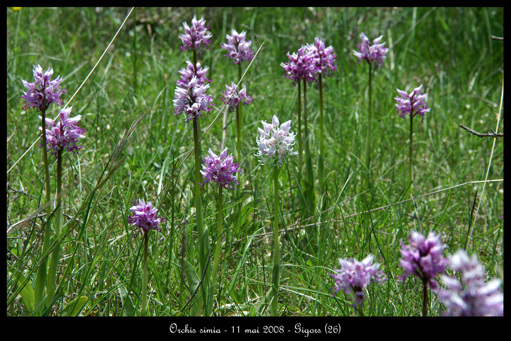 Orchis simia5