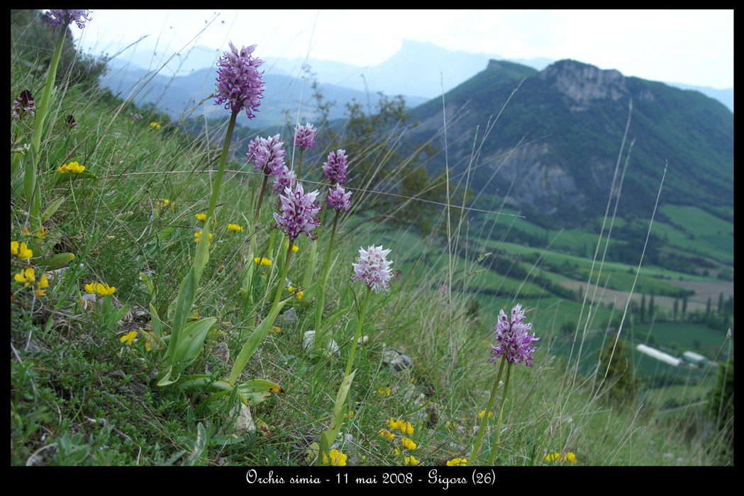 Orchis simia7