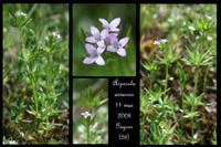 Asperula arvensis Gigors 110508 (161)