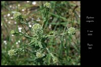 Lepidium campestre