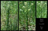 Lepidium campestre2