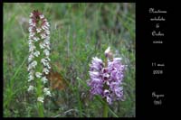 Neotinea ustulata & Orchis simia