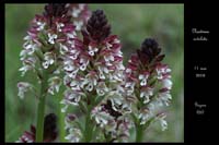 Neotinea ustulata4
