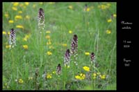 Neotinea ustulata6