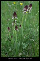 Neotinea ustulata8