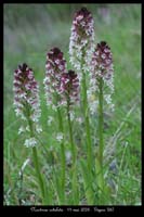 Neotinea ustulata9