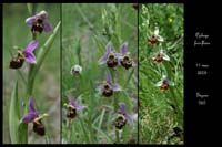 Ophrys fuci-flora