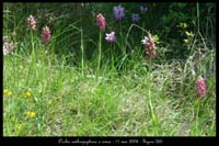 Orchis anthropophora x simia2