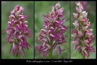 Orchis anthropophora x simia4