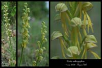 Orchis anthropophora