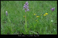 Orchis militaris2
